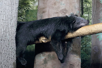 Binturong animal, Brown nature, , Jooinn HD wallpaper