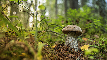 Leccinum percandidum, Forest Mushrooms HD wallpaper