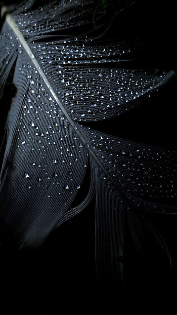 Android feather, background, Smart , Mobile HD phone wallpaper