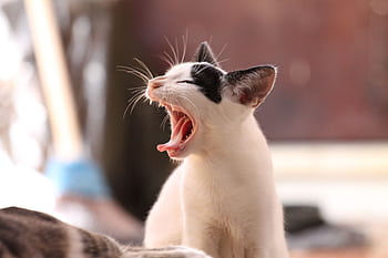 Close-up of a yawning black and white kitten captured in soft, indoor lighting. HD wallpaper