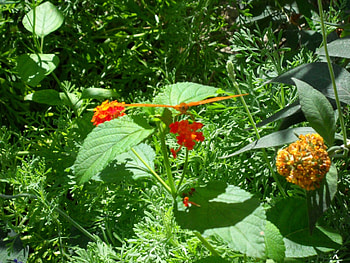 Butterfly, colors, plant, orange HD wallpaper