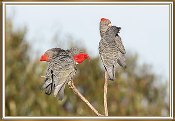 GANG GANGS, NATURE, GANG, , BIRD HD wallpaper