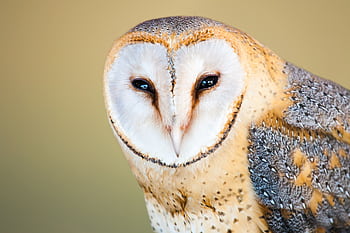 Close-up portrait of a barn owl with a soft, blurred background highlighting its wise and contemplative gaze. HD wallpaper