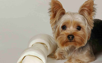 Yorkshire Terrier, Scary , Dark and mysterious, Unique Yorkie HD wallpaper