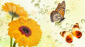 Golden Flowers and Butterflies, circles, firefox persona, gold, rain drops, butterflies, butterfly, yellow, dahlia, flowers, green abstact, dew HD wallpaper