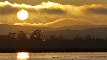Nature, Birds, Trees, Sunset, Sky, Swans, Lake HD wallpaper