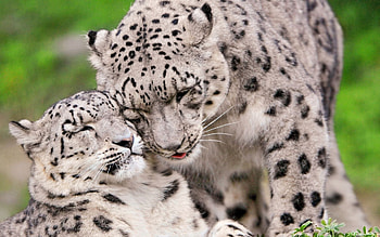 Animals, Snow Leopard, Predators, Couple, Pair, Care, Tenderness, Irbis HD wallpaper