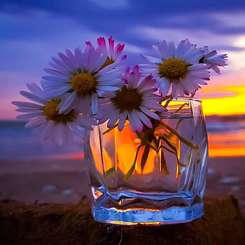 Daisies, Flowers, Sunset, Glass HD wallpaper