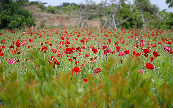 Nature, Flowers, Grass, Poppies, Field HD wallpaper