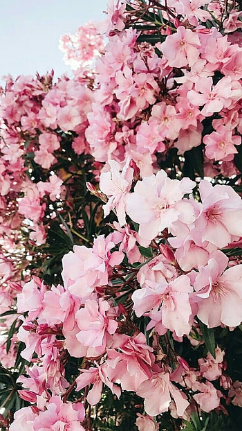 Flowers Aesthetic, Light Pink Spring HD phone wallpaper