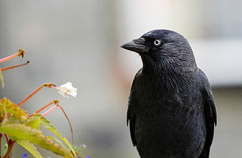 Animals, Bird, Raven HD wallpaper