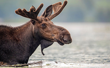 Moose face, Water reflection, Stunning horns, Animal beauty HD wallpaper