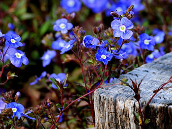 Blue flowers, blue, beautiful, nature, flowers HD wallpaper