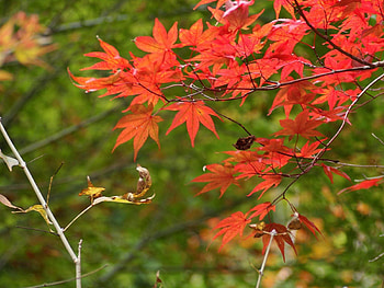 Nature, Autumn, Leaves, Branches HD wallpaper
