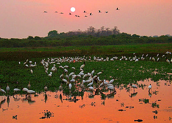 Sunset With Jabirus, Pantanal Matogrossense, Brazil, birds, awesome, alligators, grasslands, reflections, nice, sunbeam, background, scenery, trees, fullscreen, mirror, sunshine, high tide flood, white, grass, mato grosso, brazil, panorama, leaves, green, fields, nature, trunks, paisage, graphy, flocks, beauty, flood, moon, natural pond, laguna, paysage, tuiuiu, scene, swampy, lakes, pink, life, symbols, plants, cena, pc, jaburus, scenario, sunsets, landscape, cenario, environment, leaf, jabirus, natural, , jacares, , amazing, water, sun, pantanal matogrossense national park, pond, waterlogged, reflected, sunrises, lagoons, beautiful, orange, , sunrays, hop, cool, branches, paisagem, sky, rivers HD wallpaper