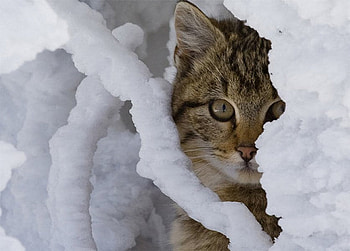 Frozen cat, winter, animal, kitten, snow, cat, ice HD wallpaper