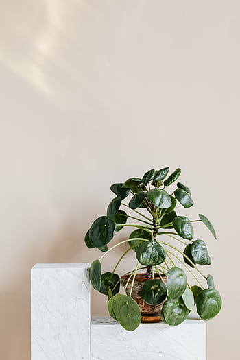 Minimalist indoor decor featuring a Pilea peperomioides plant on a marble pedestal against a beige background. HD phone wallpaper