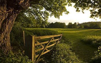 Afternoon Sunlight, sunlight, bushes, grass, day, leaves, light, field, limbs, fence, trees, nature, sky HD wallpaper