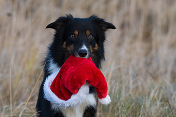 :), dog, black, craciun, cute, christmas, red, funny, santa, hat, caine HD wallpaper