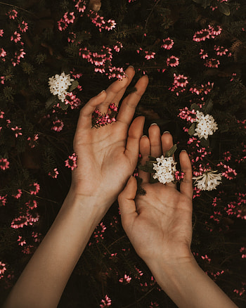 Flowers, Leaves, Hands, Tenderness HD phone wallpaper