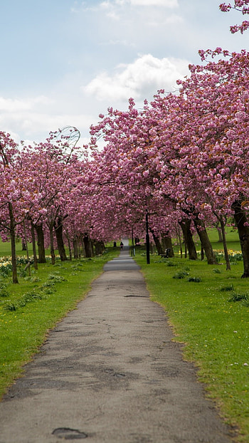 Spring Background, Garden HD phone wallpaper