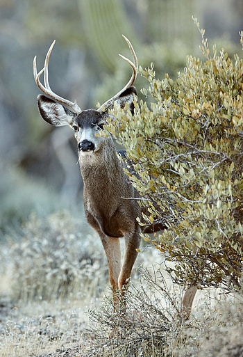Animals, Bush, Wildlife, Animal, Deer HD phone wallpaper