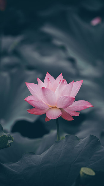 Pink lotus flower bloom, Sony Xperia Z5 Premium Dual HD phone wallpaper