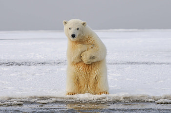Funny, Animals, Ice, Snow, Bear, Polar Bear HD wallpaper