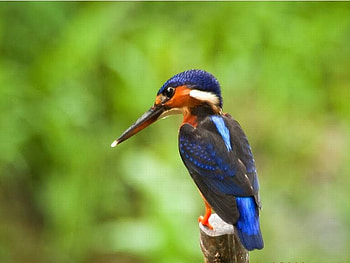 Beautiful Bird, cool, beautiful, bird HD wallpaper