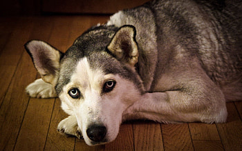Animals, To Lie Down, Lie, Dog, Muzzle, Sadness, Sorrow HD wallpaper