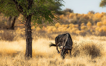 Animals, Nature, Africa, Antelope HD wallpaper