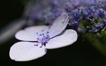 Lilac, Flower, Macro, Petals HD wallpaper