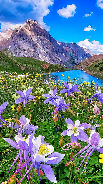 H D, Flower Mountain, flower, mountain, nature HD phone wallpaper