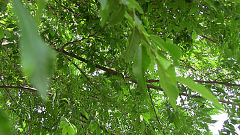 Mexican ash tree, Natural beauty, Exotic flora, Botanical wonder HD wallpaper