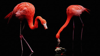 Flamingos painting, Vibrant colors, Artistic masterpiece, Striking beauty HD wallpaper
