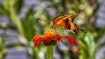 Lovely Butterfly, butterfly, yellow, flower, red, lovely, beauty HD wallpaper