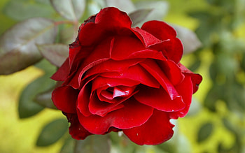 Plants, Flowers, Roses HD wallpaper