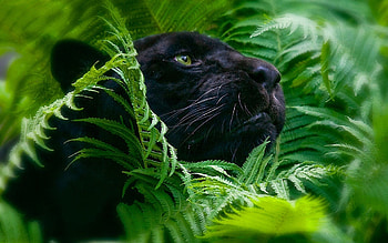 Jungle Animal, Safari wildlife, Jungle themed , Exotic animal kingdom HD wallpaper