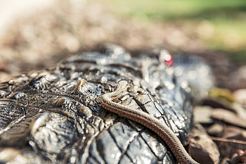 Animals, Macro, Snake, Reptiles, Crocodile HD wallpaper