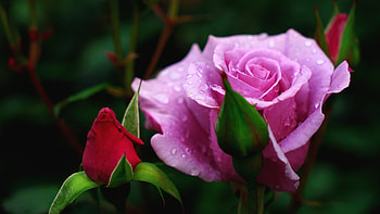 Rose, Bud, Pink, Drops, Macro HD wallpaper