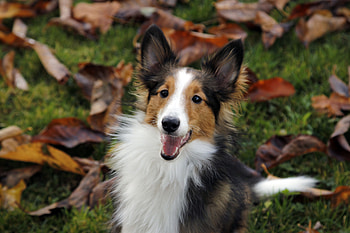 It's autumn!, dog, sheltie, collie, autumn, view fro the top, leaf, toamna, caine HD wallpaper