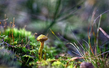 Grass, Mashrooms, Macro, Autumn Forest HD wallpaper