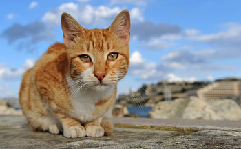 Cat, kitten, sweet, kitty, cats, cute, beautiful, paws, beauty, cat face, pretty, animals, face, lovely, hat HD wallpaper