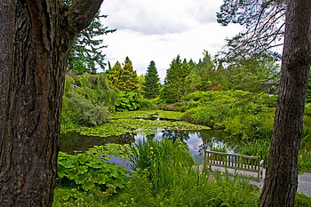 Nature, Trees, Water Lilies, Trunks, Mainly Cloudy, Overcast, Bench, Pond HD wallpaper