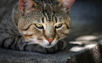 Cat, kitten, sweet, kitty, cats, cute, beautiful, paws, beauty, cat face, pretty, animals, face, lovely, hat HD wallpaper