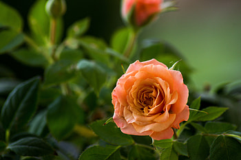Rose, Leaves, Orange, Bokeh, Branches HD wallpaper