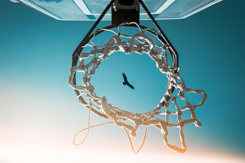 Bird View From Basketball Ring, birds, basketball, graphy HD wallpaper