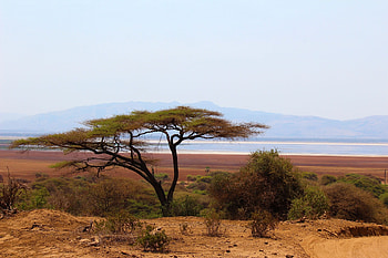 Acacia Tree, African art, African paintings, Artistic beauty HD wallpaper
