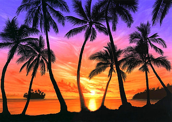 Palm Beach Sunset, sea, oceans, sunsets, beaches, attractions in dreams, paradise, summer, love four seasons, nature, palm trees HD wallpaper