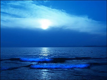 Blue Horizon, night, blue, peaceful, serene, creast, rolling, waves, moonlight, sky HD wallpaper